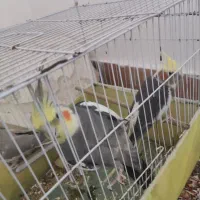 چهار عدد عروس هلندی با ۴تخم|پرنده|میناب, |دیوار