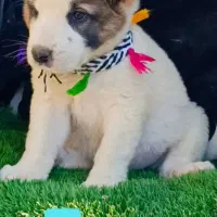 سگ آلابای اصیل|سگ|تهران, پامنار|دیوار