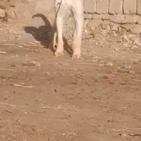 سه ساله|سگ|محمدبار, |دیوار