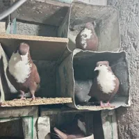 کفتر رسمی زرد گلی رسمی کلاهی 22جفت نرماده عروسک