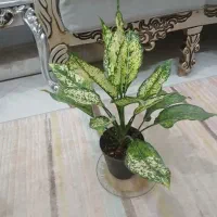 گل های اپارتمانی|گل و گیاه طبیعی|ساوه, |دیوار