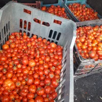 گوجه محلی ترش تازه
