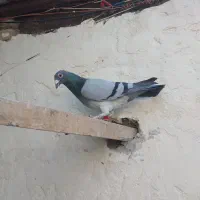 نر عراق۲۰۲۰