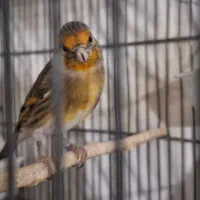 سهره قناری جوجه ۵ ماهه دهن دار