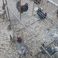 قفس مرغ وخروس|لوازم جانبی حیوانات|شیراز, گویم|دیوار