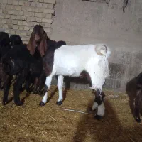 بز بزغاله تکه