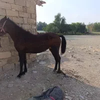 اسب|اسب و تجهیزات اسب‌سواری|دهلران, |دیوار