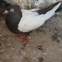 کفتر سینه کله