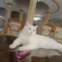 گربه بریتیش|گربه|ارومیه, |دیوار