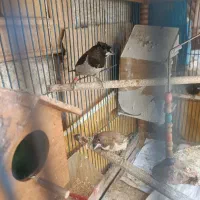 فنج بنگالی کاکلی
