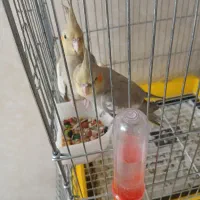 عروس هلندی دوماهه|پرنده|فردیس, سرحدی|دیوار