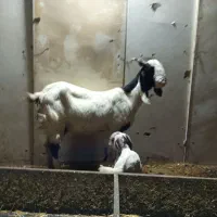 بز و بزغاله نر پاکستانی گلابی درشت