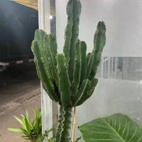 استخدام نیروی