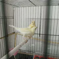 دوعدد قناری نر ریزه خوان