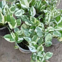 پتوس ارتشی سطل 3