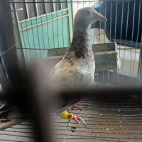هفترنگ خطی ماده