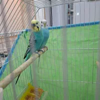 مرغ عشق نره ماده|پرنده|بندر ماهشهر, |دیوار