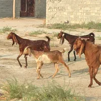 بز پاکستانی|حیوانات مزرعه|بوشهر, |دیوار