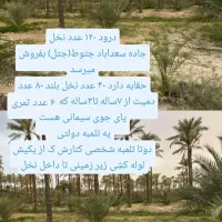 فروش نخل سعدآباد