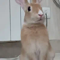 خرگوش نر