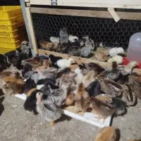 جوجه ۱ تا ۲۰ روره