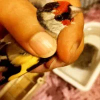 سهره دورگ|پرنده|دماوند, گیلاوند|دیوار