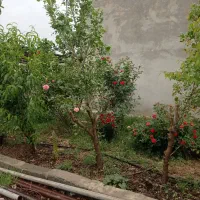 خانه ویلایی اجاره ای درسراب قلعه شاهین|اجارهٔ خانه و ویلا|قلعه شاهین, |دیوار