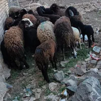میش بره