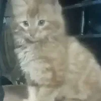 واگذاری گربه