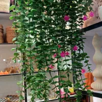 شمشاد گلدار