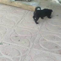 واگذاری پاکوتاه