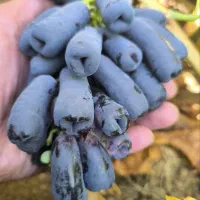 فروش تضمینی نهال های پربار با گیرایی بالا