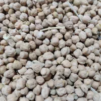 نخود دیم زود پز و درجه یک