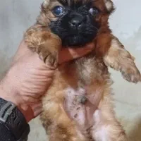 توله پیکینیز