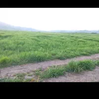 فروش-زمین-کشاورزی
