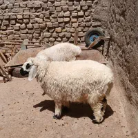 بره نر شیر پر چاق وچله