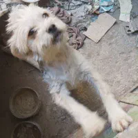سگ گمشده