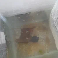 ماهی گوپی و بچه گوپی