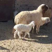 میش جوان زایش اول فروشی