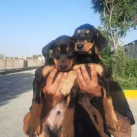 ۳نژاد سگ محافظ و گارد روتوایلر دوبرمن ژرمن|سگ|تهران, جنت‌آباد جنوبی|دیوار