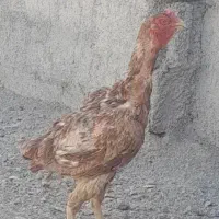 مرغ لاری