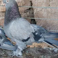 کبوتر تاکلا تُرکیه. سوسنی کاغذی. سبز عربی اصیل|پرنده|تبریز, |دیوار