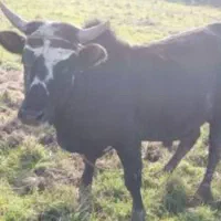 گاوگوساله کرایه