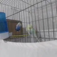 مرغ عشق انگلیسی نروماده|پرنده|قدس, شهر‌قدس|دیوار