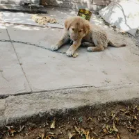 سگ فروشی|سگ|زاهدان, |دیوار