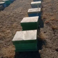 کندو خالی|لوازم جانبی حیوانات|خزل, |دیوار