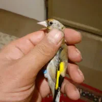 سهره نا خون سفید