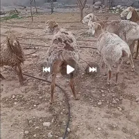 بره قوچی چینی اصیل