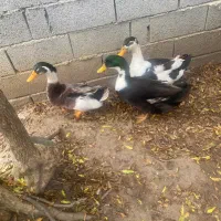 اردک محلی نر