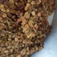 کشمش|خوردنی و آشامیدنی|قوچان, |دیوار